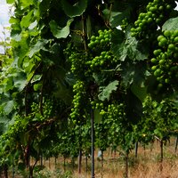 Weintrauben im Wachstum