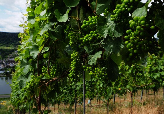 Weintrauben im Wachstum