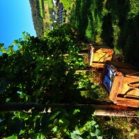 Weingut Kochan & Platz Schnitzeljagd