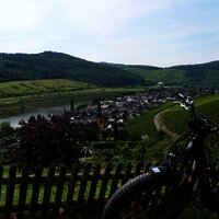 Oberhalb des Sortengartens in Zeltingen-Rachtig