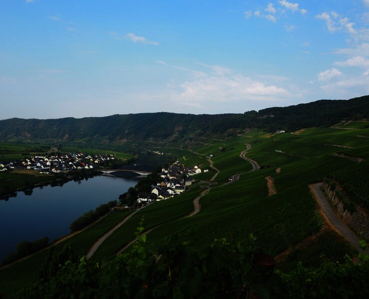 Blick über die Weinberge oberhalb von Piesport