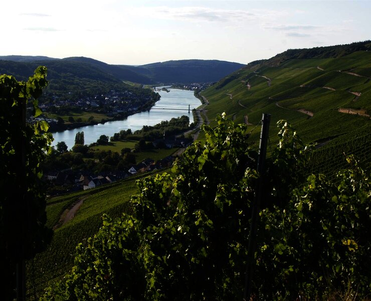 Blick auf die Weinberge