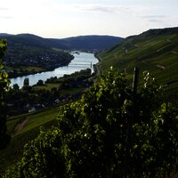Blick auf die Weinberge