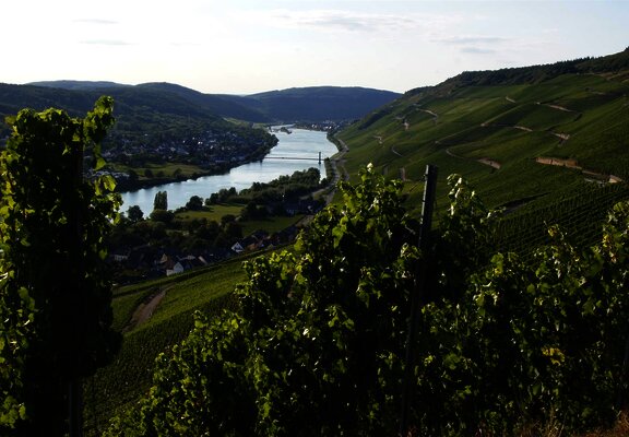 Blick auf die Weinberge