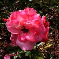 20 Rosenarten sind vertreten