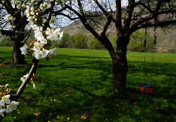 Moselufer in Brauneberg