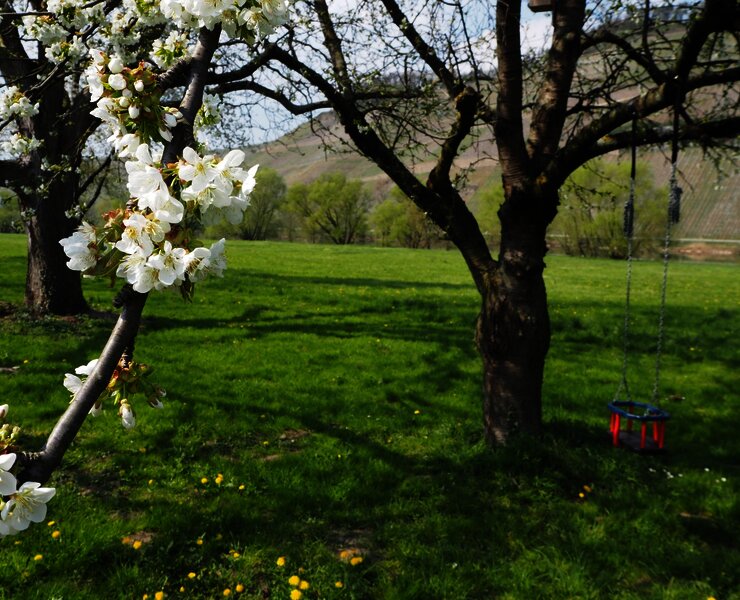 Moselufer in Brauneberg