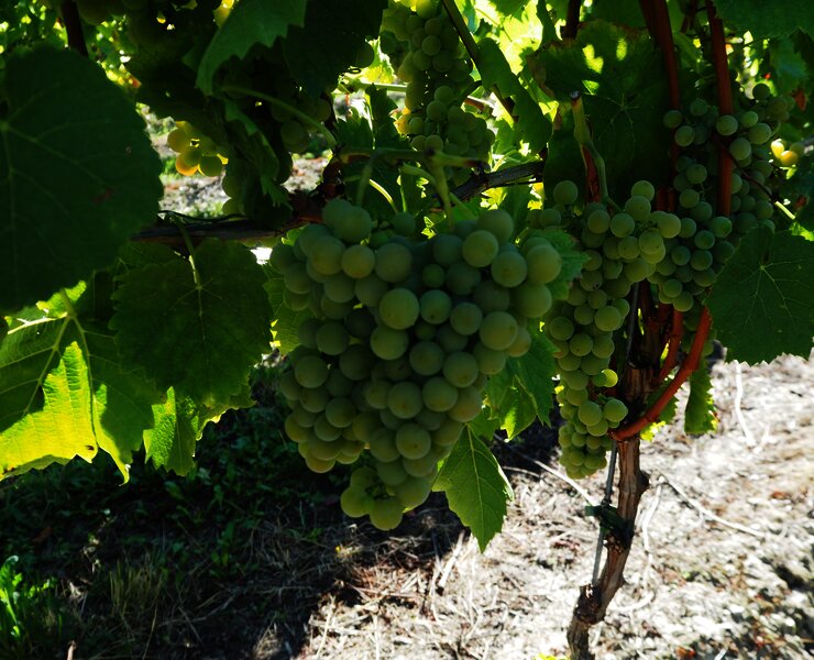 Weinberge an der Mosel