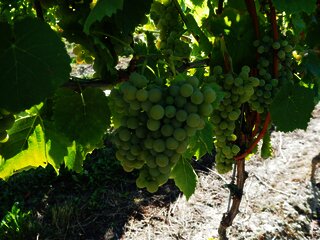 Weinberge an der Mosel