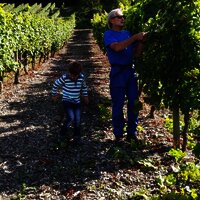Sommerschnitt im Weinberg