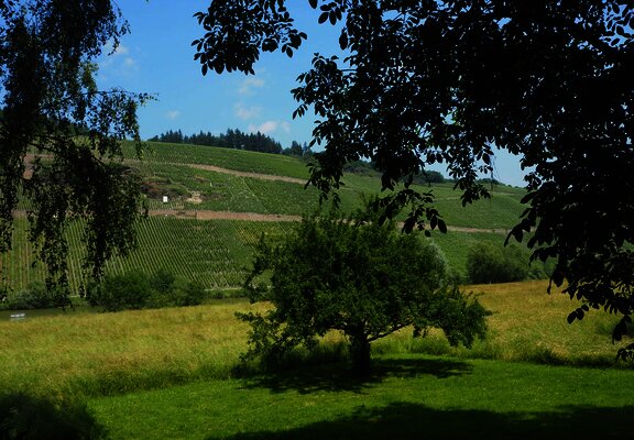 Wiesenlandschaft am Ufer in Brauneberg