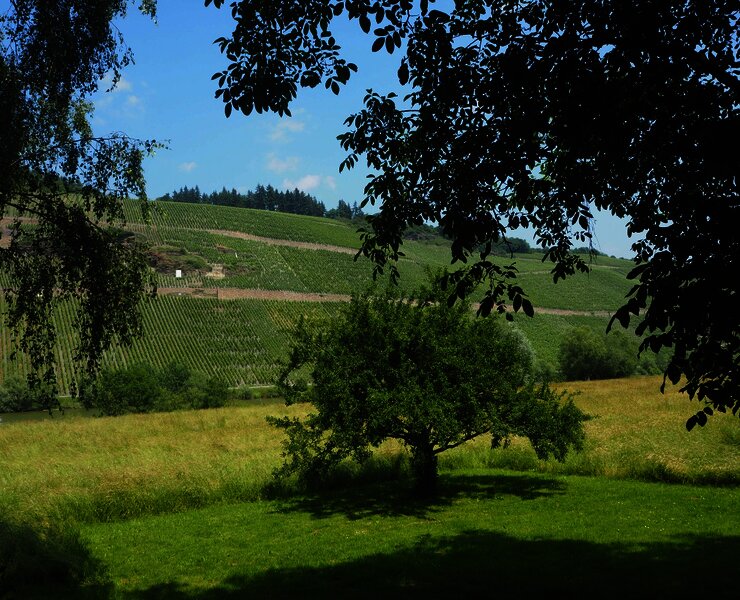 Wiesenlandschaft am Ufer in Brauneberg