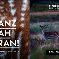 Das Bild zeigt das Plkat des Tierparks Rheinböllen mit der Aufschrift "Ganz nah dran".