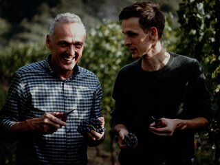 Weinberge an der Mosel