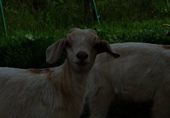 Das staunt das Tier (kein Esel)