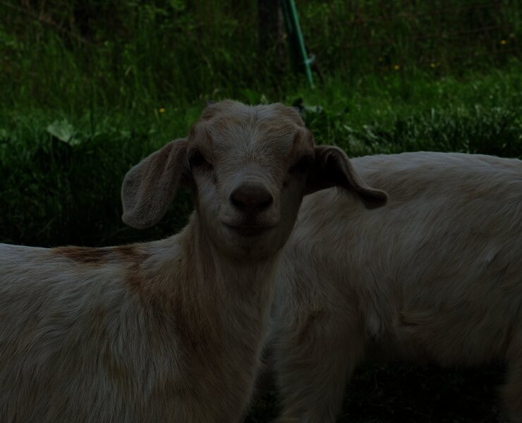 Das staunt das Tier (kein Esel)