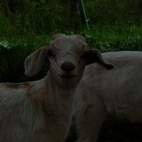 Das staunt das Tier (kein Esel)