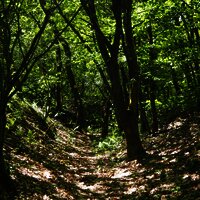 Inmitten von Bäumen