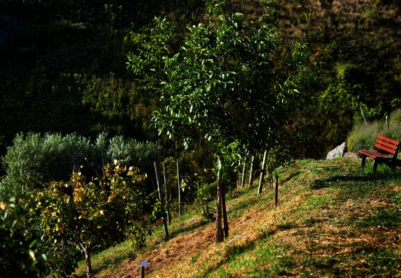 Rastmöglichkeit im Sortengarten