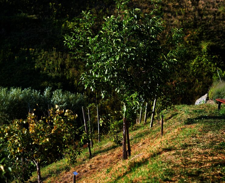 Rastmöglichkeit im Sortengarten