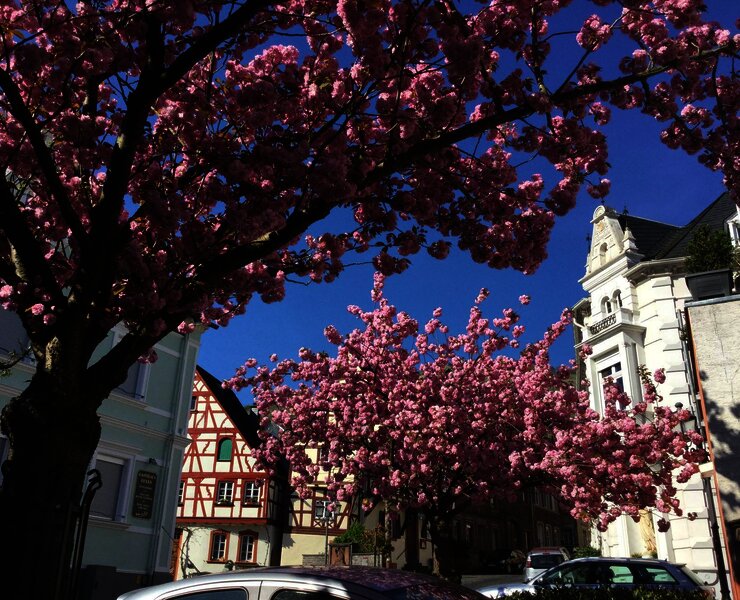 Blühende Bäume vor dem Haus