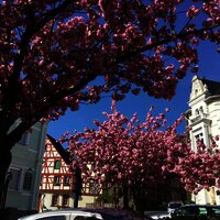 Blühende Bäume vor dem Haus