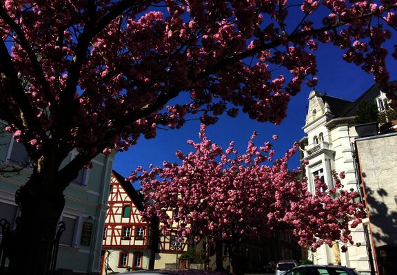 Blühende Bäume vor dem Haus