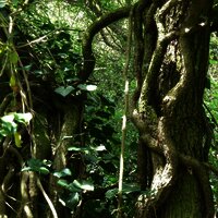 Waldlandschaft Erdener Klettersteig