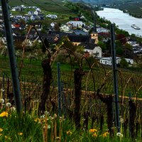 Blick auf Nittel aus den Weinbergen