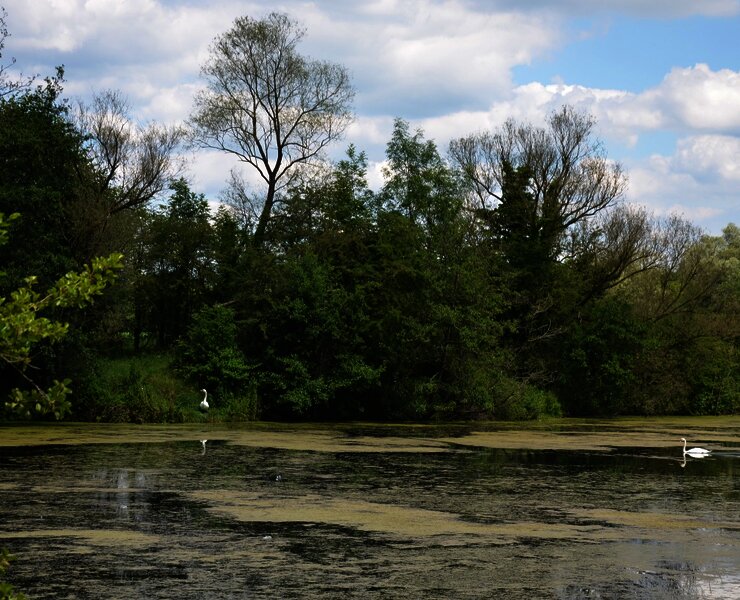 Vogelschutzgebiet "Pferdemosel" am Mosel-Radweg bei Nennig