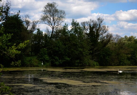 Vogelschutzgebiet "Pferdemosel" am Mosel-Radweg bei Nennig