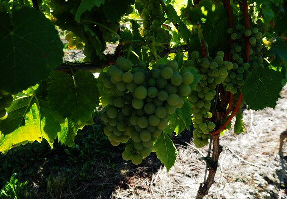 Weintrauben an Weinreben an der Mosel