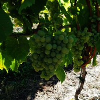 Weintrauben an Weinreben an der Mosel