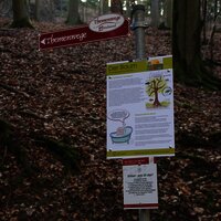 Infotafel über den Baum