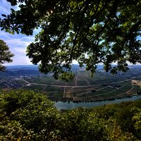 Piesport_Großer_Moselblick