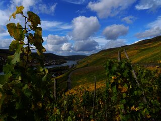 Weinberge in Graach an der Mosel