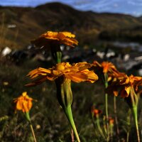 IMG_1677