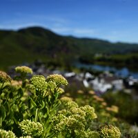 Pflanzen im Gewürzgarten