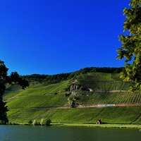 Weinberge an der Mosel