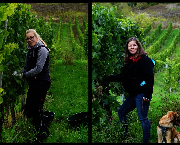 Winzerinnen im Weinberg