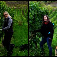 Winzerinnen im Weinberg