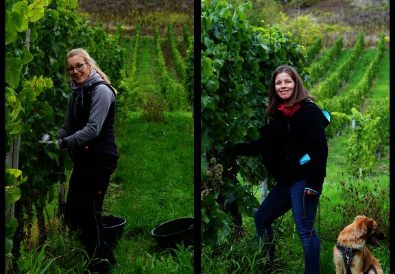 Winzerinnen im Weinberg