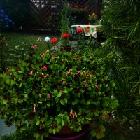 Blumen und Stitzecke im Garten