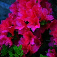 Blumen