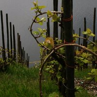 FeWo Bild Weinberg Mai mit Mosel 2