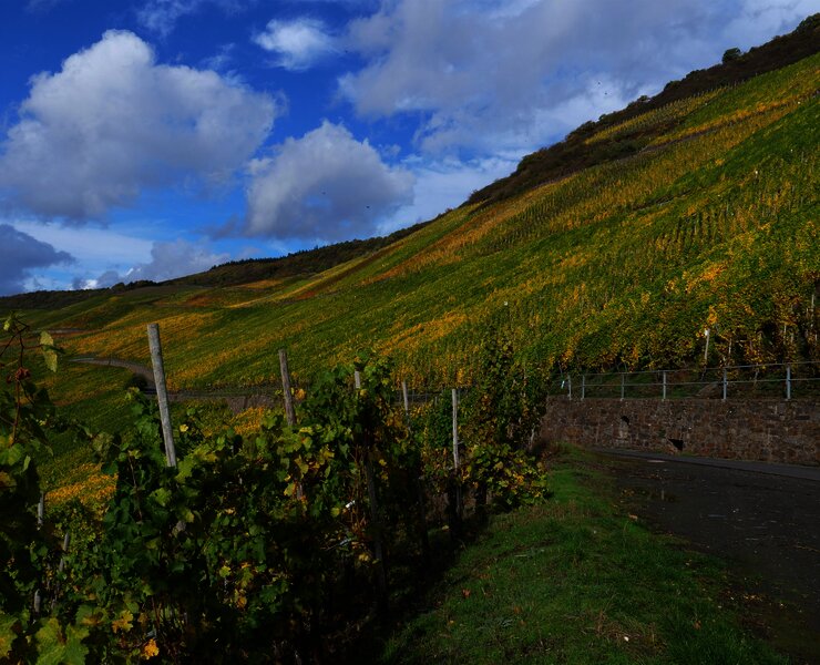 Weinberge an der Mosel