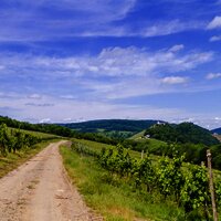 Mosel - Wandern - Weinberge