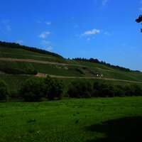 Blick auf die Weinberge in Brauneberg