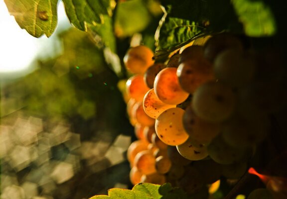 Rieslingtraube Brauneberger Juffer