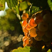 Rieslingtraube Brauneberger Juffer